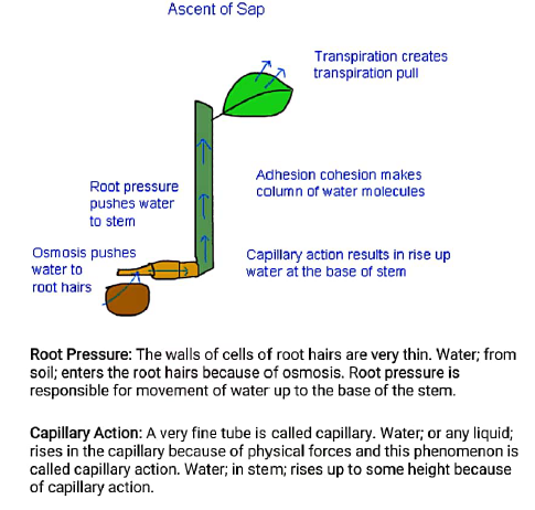 CBSE Class 10 Science Biology Transportation Assignment